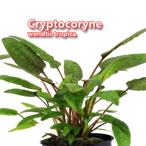 Cryptocoryne wendtii tropica